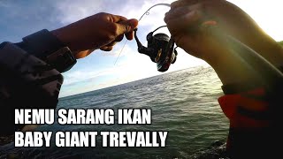 Nemu Sarang Ikan Baby GT Disini - Bang satt fishing...