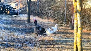 Na prázdninách /On holiday (137)🦃