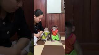 Baby Monkey Max Very Comfy In Family