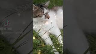 Solo Dixie #cat #catlover #cats #catshorts #kot #cute #cutecat #cuteanimal #viralshorts #viralvideo