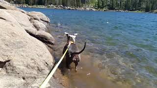 Lake Sterling - August 2019: Jelly and Chance Go for a Dip