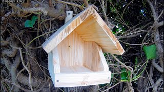 Blackbird/Robin Nestbox in a Garden in Sheffield - Waiting for an Occupant!