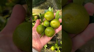 Let's Harvest fresh lemon 🍋 #shorts #ytshorts #lemon #harvest #freshlemon