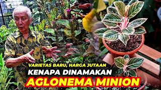 aglonema minion aglonema terbaru 2021, harganya jutaan mirip lotus delight