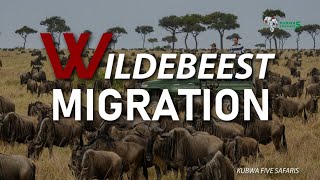 We Have Just Witnessed The Wildebeest Migration In Maasai Mara (Wildebeests Crossing Mara River)