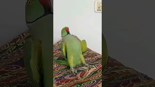 I'm a Dancing Parrot 🤣 #birds #dancing #funny #cute