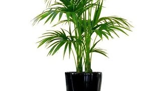 How to grow many Bamboo Palm from one plant.