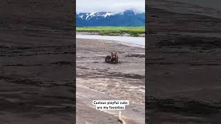 Curious playful grizzly bear cubs are my favorites to watch #alaska #bears #grizzlies zzly