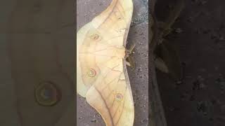 Hindi Pala Butterfly -Japanese Silk Moth |Japanese Silk Oak Moth | Antheraea Yamamai