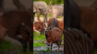 Wild Animals #youtubeshorts #wildlife #wildanimals