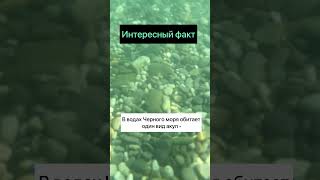 АКУЛЫ В ЧЕРНОМ МОРЕ