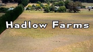 Hadlow Farms