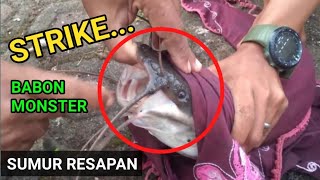 Strike Ikan Lele Penghuni Sumur Resapan