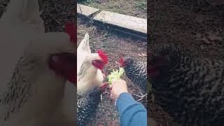 Chickens love salad