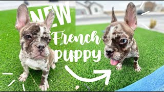 24 HOURS WITH our NEW FRENCH BULLDOG PUPPY | Meet Gunna!