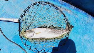 Buenas Capturas y Un Buen Ceviche | Pesca Yucatan