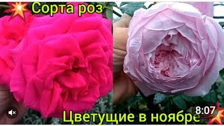 🌹Они идеальны 🙏😍🌹Сорта цветущие в ноябре 🥰💗-обзор; и ВАЖНЫЙ момент в окучке роз❗❗❗