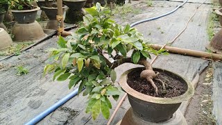 like (24/7)☎️0911797407☎️mai bonsai chơi Tết giá rẻ