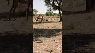 #desert #beautiful #camel #video #viral