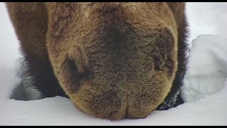 Ноги выше, уши шире...в конце ролика привлекательный розовый... ♥️ Медведь Мансур