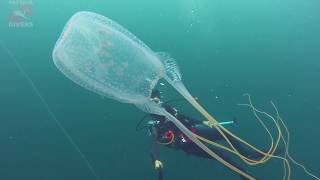 Кубомедуза морская оса | Box Jellyfish Sea Wasp at 'Khram Wreck' | Diving Pattaya, Thailand