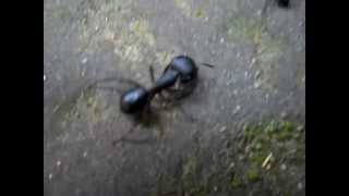 black ants are fighting