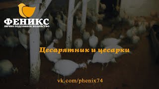 ЛПХ Феникс - Цесарятник и цесарки - Челябинск - 2021