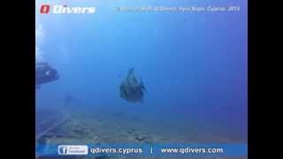 Q Divers - Zenobia Trigger Fish