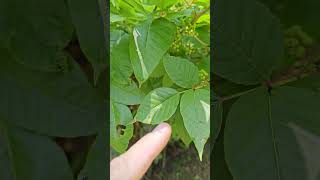 Poison Ivy Identification #poisonivy #poisonoak #poisonplant