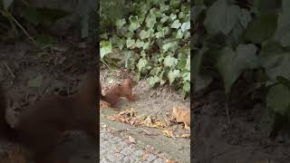 Squirrel in Łazienki park