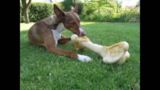 UNIQUE SLOW FEED BOWL For small Dogs and Cats