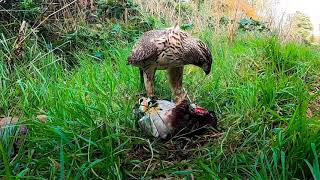 Goshawk Hunting Duck & Rook