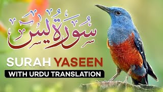 Most beautiful recitation  of Surah yaseen (yasin ) yaseen surah || heart touching voice || Surah HD