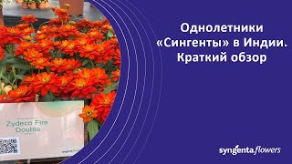 Однолетники в Индии. Обсуждение специалистами "Сингенты". Часть 1