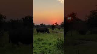 Momentos con un rinoceronte al atardecer - Safari