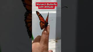 A lot was said in those first 3 seconds... #butterfly #monarchbutterfly #raisingbutterflies