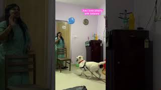 Funny Juno 🐕  #shortvideo #bangalore #trending #youtube #dailyvlog #labrador #funnydogs #cutedog