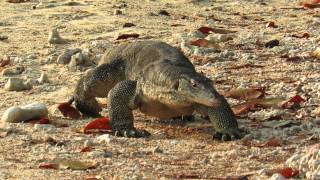 Monitor Lizard, Umang Island, Indonesia