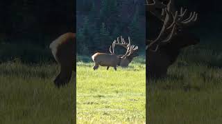 Two Huge Bull Elk in the Rocky Mountain National Park