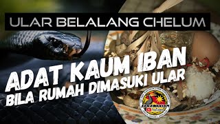 ADAT IBAN NGINTU RUMAH TAMA ULAR | Adat Iban Bila Rumah Dimasuki Ular