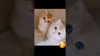 funny cute cat and cute 🥰 #shorts #short #trending #tiktok #viral #youtubeshorts #youtube #cute