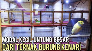 TERNAK BURUNG KENARI RELATIF MUDAH, MODAL KECIL UNTUNG BESAR || HOBI YANG MENGHASILKAN KEUNTUNGAN