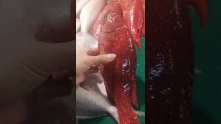 red fish #fish #shorts #viral