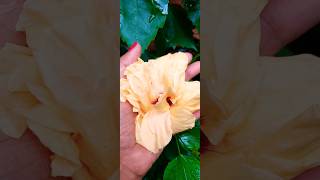 Flower growing shorts | Beautiful Flower 🌼| Hibiscus 🌺