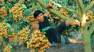 Survival in the rainforest - Wow today found longan | cooking three puppy - Eating