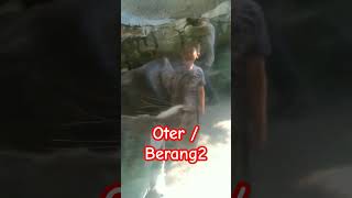 Oter atau berang2 gembira loka zoo @GembiraLokaZoo #oter #berangberanglucu