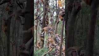 बंदर कैसे खेल रहे हैं#monkey 🐵 capy man sound//#funny #comedy #viral