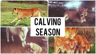 CALVING IN FULL SWING! tagging calves| moving livestock