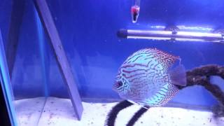 Blue Turquoise Discus Pair