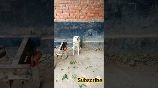 Dog reaction सांप को देखकर 🤗 Dogi गुस्सा कर रहा है  😁 Dog lover ❤️Shorts